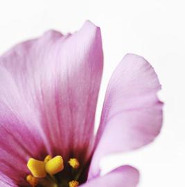 法国Jiane fjie 摄影作品欣赏