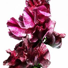 jsahn 摄影 作品欣赏