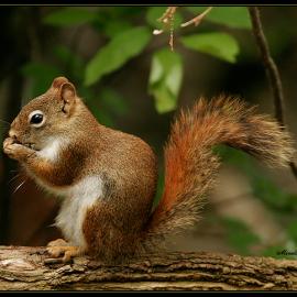 John A. Minelli的动物摄影作品欣赏二