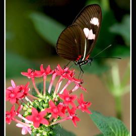 John A. Minelli的动物摄影作品欣赏一