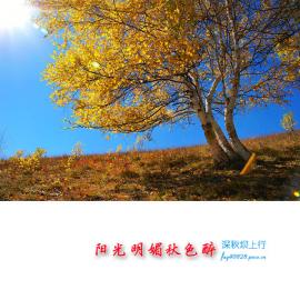 阳光明媚秋色醉