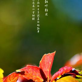 红叶相思
