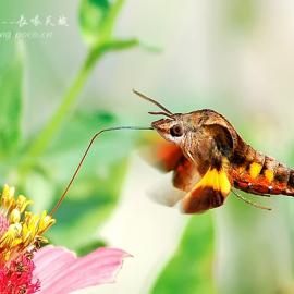 精灵的传说--长喙天蛾