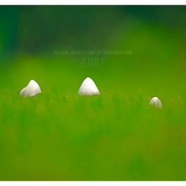 波兰 werol 摄影欣赏二