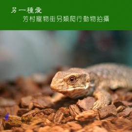 另一种爱(芳村街另类爬行动物拍摄)