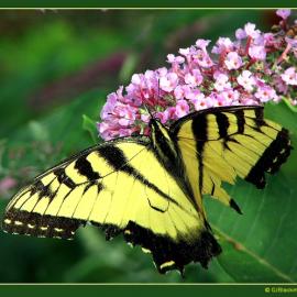 美国 Gary J. Blackman 摄影欣赏