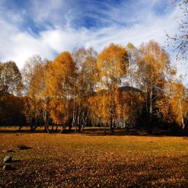 魅力北疆（6）：最爱白桦林