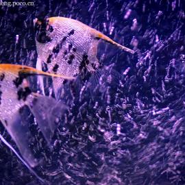 五彩缤纷的水底世界