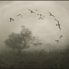 Floriana Barbu 概念摄影