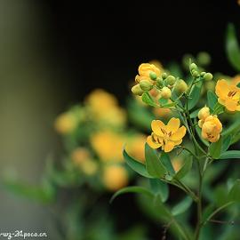 秋-江南影像摄影