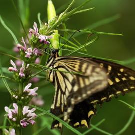 生死搏斗。美丽只在一瞬间