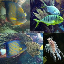 十戒摄影-广州海洋公园