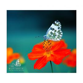 THE BUTTERFLY