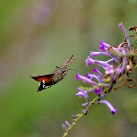 寻虫记－－长喙天蛾