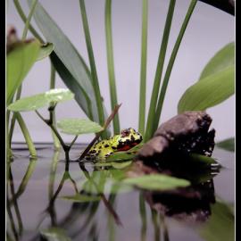 美国Steven Davis动物摄影作品欣赏