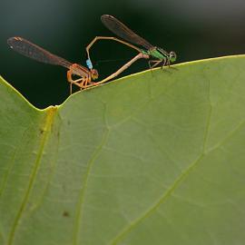 《荷塘小精灵》