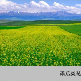 新疆之行-昭苏油菜花