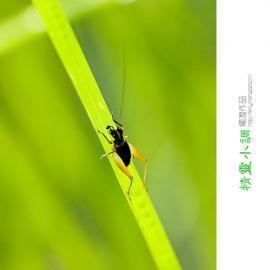 《精灵小调》小蟋蟀