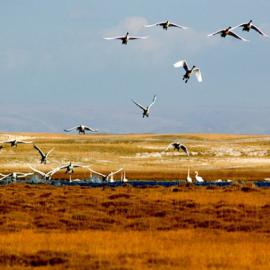巴音布鲁克拍天鹅