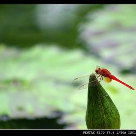 红蜻蜓