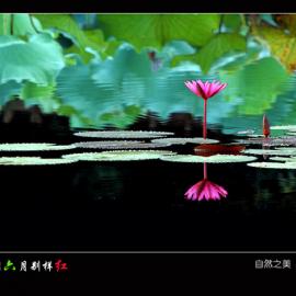 西湖荷花别样红