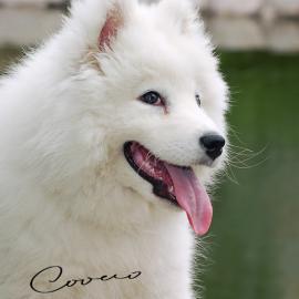 家有宠物--撒摩