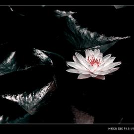 幸福像花儿一样