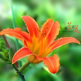 瑶草琪花-摄影欣赏