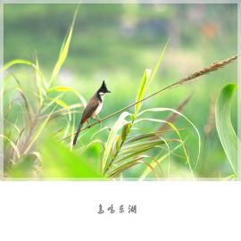 鸟鸣东湖-时尚摄影