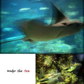 Under the sea 海底摄影作品赏