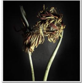 [网友投稿]摄影作品《花卉》