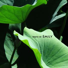 Emily摄影作品--荷．舞