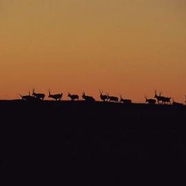 摄影：《国家地理》决出三甲