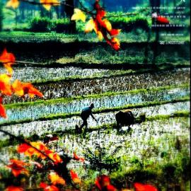 记得那年秋天＊德保