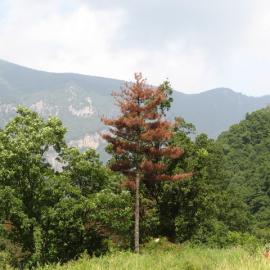 难忘的高山草甸之旅