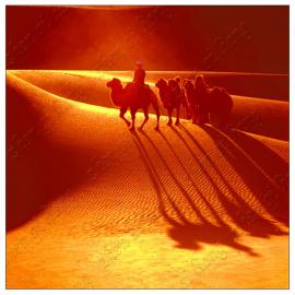 [联盟原创] －－大漠驮影