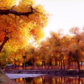 [联盟原创]额济纳旗的胡杨