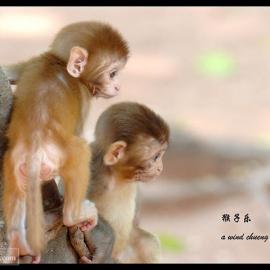 摄影作品：猴子乐