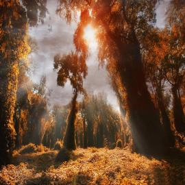 Ildiko Neer：梦境中的林荫路