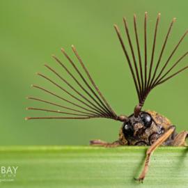 非同寻常的昆虫与蜘蛛微距掠影
