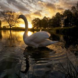 Max Ellis 动物世界