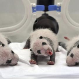 2014年你错过的瞬间：路透社Instagram最受欢迎图片