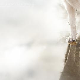 Alicja Zmyslowska狗狗摄影作品