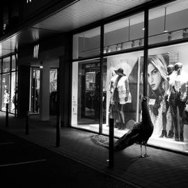 游走在城市里的动物