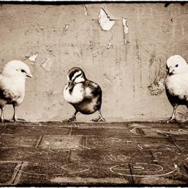 假若动物在巴黎