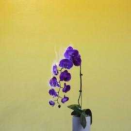 艺术家蒋志的摄影装置作品《情书》