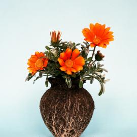 德国摄影师 Diana Scherer ----“培植研究”