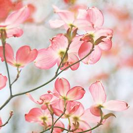 花儿，你是个复古的女子