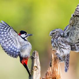 22幅有趣而且出奇不意的生态摄影作品