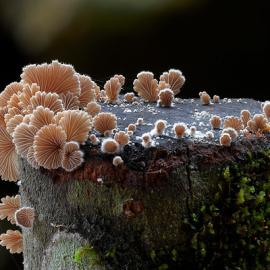 Steve Axford摄影作品